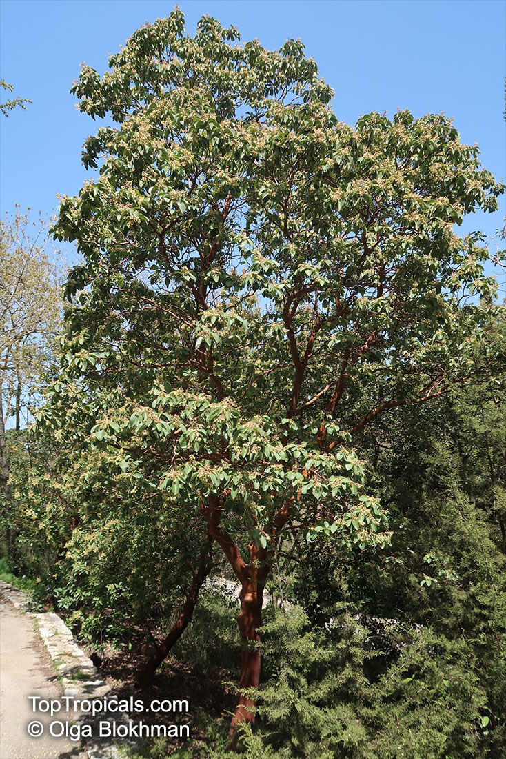 Arbutus andrachne, Grecian strawberry tree
