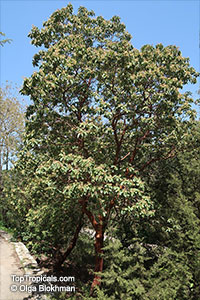 Arbutus andrachne, Grecian strawberry tree

Click to see full-size image