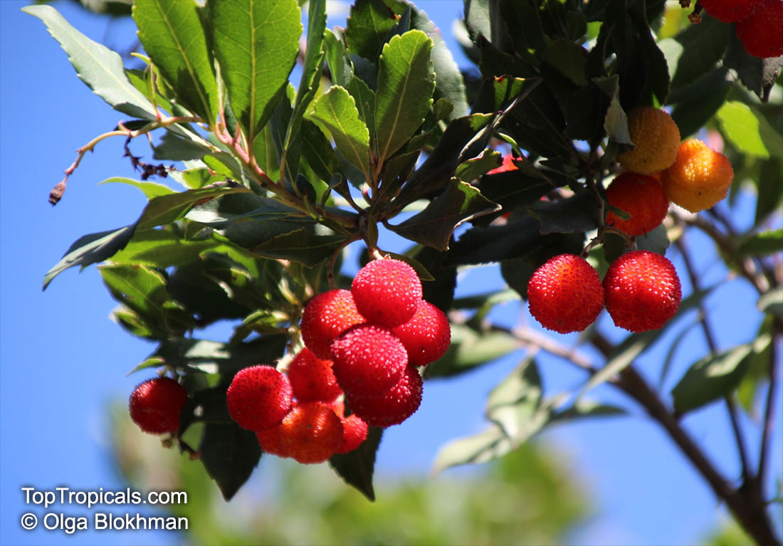 Arbutus unedo, Strawberry Tree