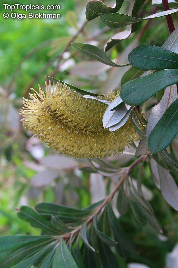 Banksia integrifolia, Coast Banksia, Coast Honeysuckle