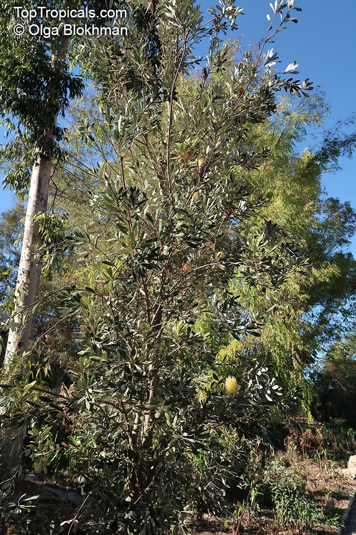 Banksia integrifolia, Coast Banksia, Coast Honeysuckle