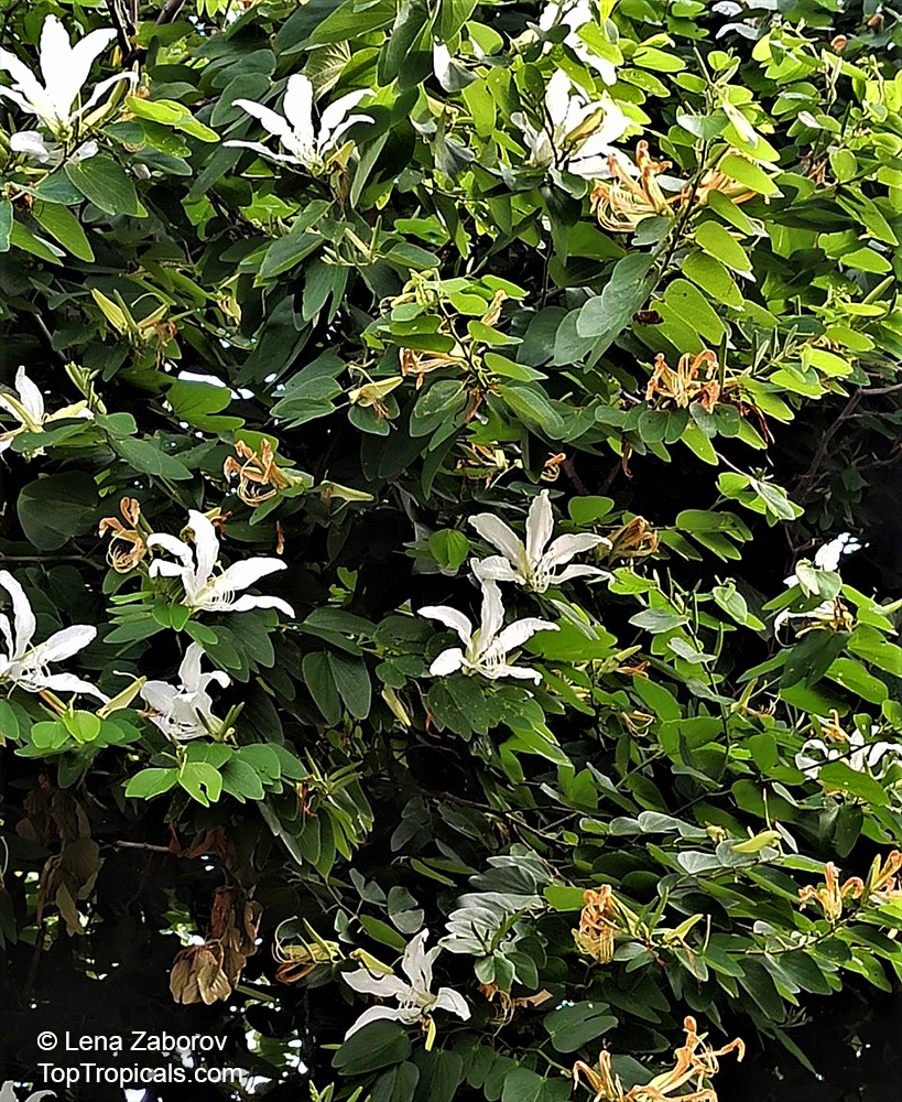 Bauhinia forficata, Bauhinia candicans , Pata de Vaca, Brazilian Orchid Tree