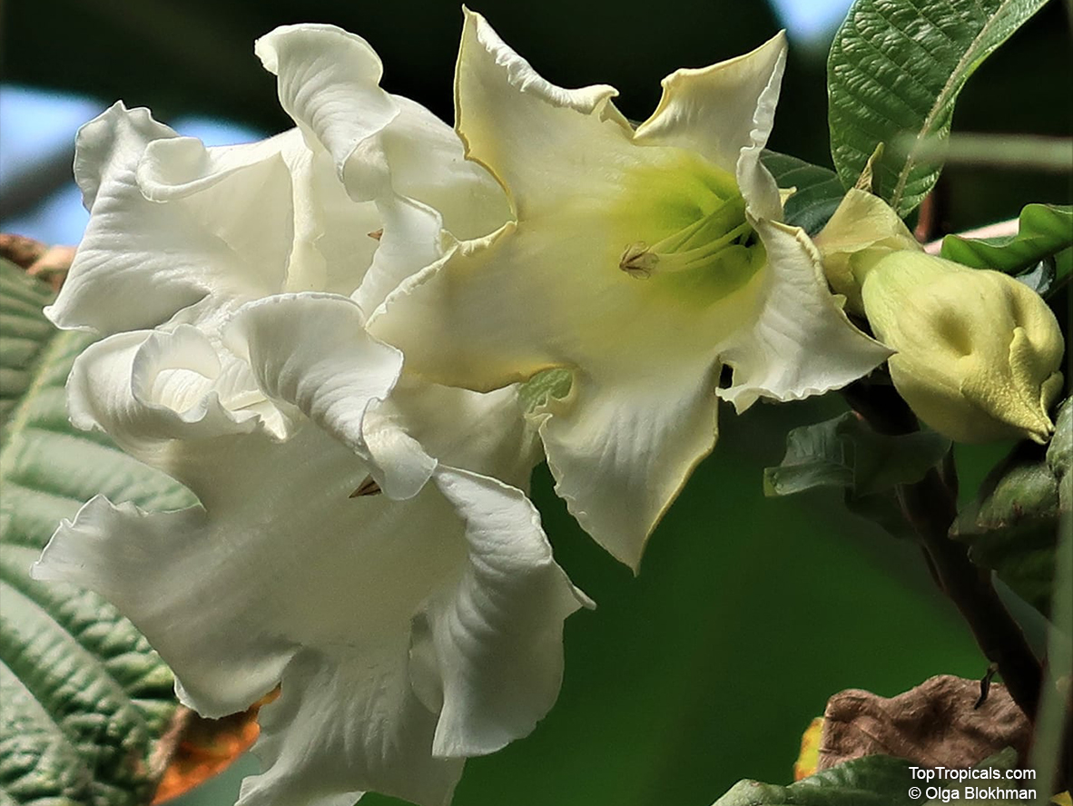 Beaumontia grandiflora, Echites grandiflora, Easter Lily Vine, Heralds Trumpet, Nepal Trumpet Flower