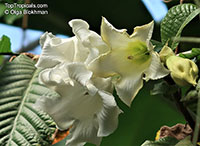 Beaumontia grandiflora, Echites grandiflora, Easter Lily Vine, Heralds Trumpet, Nepal Trumpet Flower

Click to see full-size image