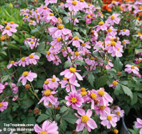 Bidens aequisquama, Pink Beggarticks

Click to see full-size image