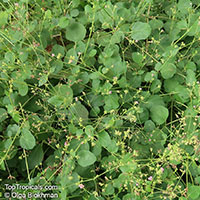 Boerhavia repens, Alena

Click to see full-size image