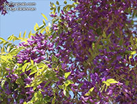 Bolusanthus speciosus - Tree Wisteria

Click to see full-size image