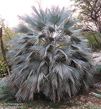 Brahea armata, Erythea armata, Erythea glauca, Erythea roezlii, Blu Fan Palm, Blue Hesper Palm

Click to see full-size image