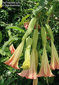 Brugmansia arborea, Datura arborea, Angels Trumpet, Tree Datura

Click to see full-size image