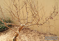 Bursera fagaroides, Elephant Tree, Fragrant Bursera

Click to see full-size image