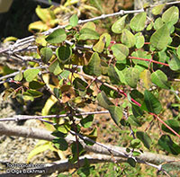 Bursera schlechtendalii

Click to see full-size image