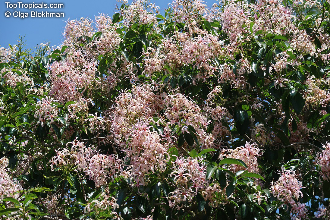 Calodendrum capense, Dictamnus calodendrum, Cape Chestnut