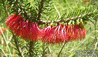 Calothamnus quadrifidus, Common Net Bush, One-sided Bottlebrush

Click to see full-size image