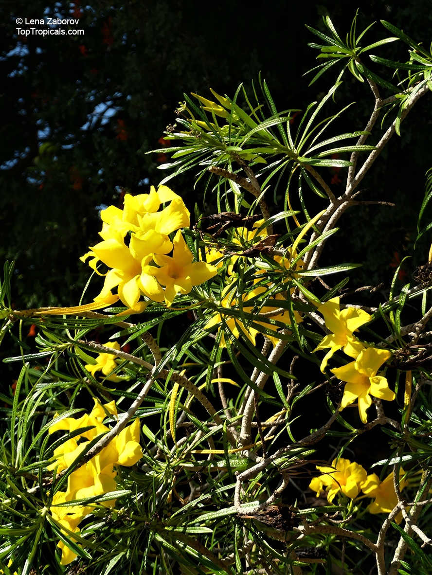 Cascabela thevetioides, Thevetia thevetioides, Giant Thevetia, Large-flowered Yellow oleander