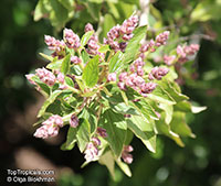 Ceanothus arboreus, Felt Leaf Ceanothus, California lilac, Tree Ceanothus

Click to see full-size image