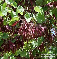 Cercis canadensis, Eastern Redbud, Judas Tree, Love Tree

Click to see full-size image