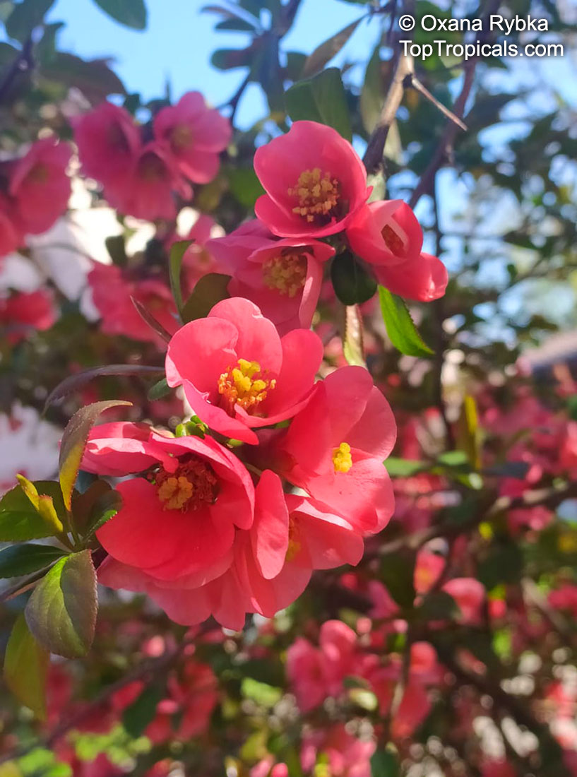Chaenomeles sp., Flowering quince, Dwarf quince