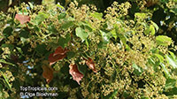 Cinnamomum camphora, Camphor Tree, Camphor Laurel

Click to see full-size image