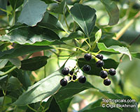 Cinnamomum camphora, Camphor Tree, Camphor Laurel