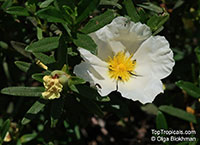 Cistus salviifolius, Sageleaf Rockrose, Salvia Cistus

Click to see full-size image