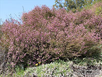 Coleonema sp., Confetti Bush

Click to see full-size image