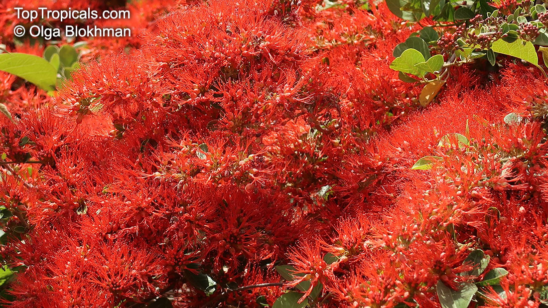 Combretum microphyllum, Combretum paniculatum subsp. microphyllum, Flame Creeper, Burning Bush