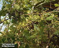 Corymbia torelliana, Eucalyptus torelliana, Cadaga, Cadaghi, Gumtree, Torell's Eucalyptus

Click to see full-size image