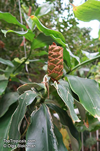 Costus afer, Spiral Ginger

Click to see full-size image