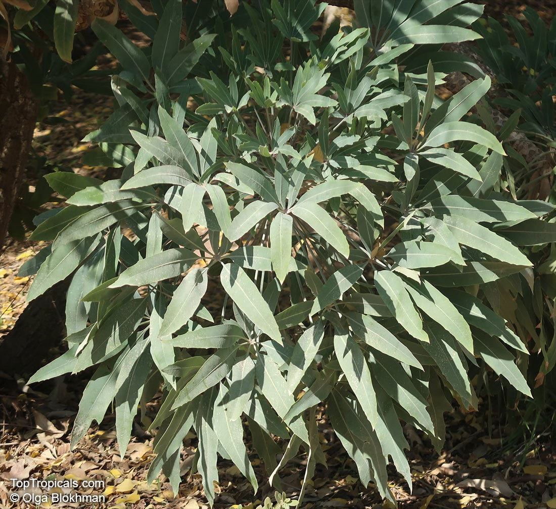 Cussonia sp., Cabbage Tree