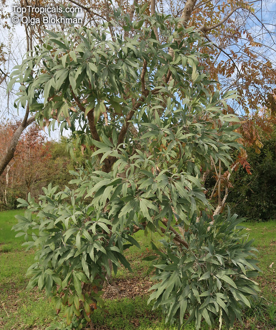 Cussonia paniculata, Kiepersol