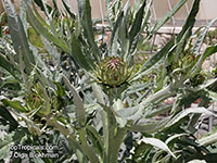 Cynara cardunculus, Artichoke

Click to see full-size image