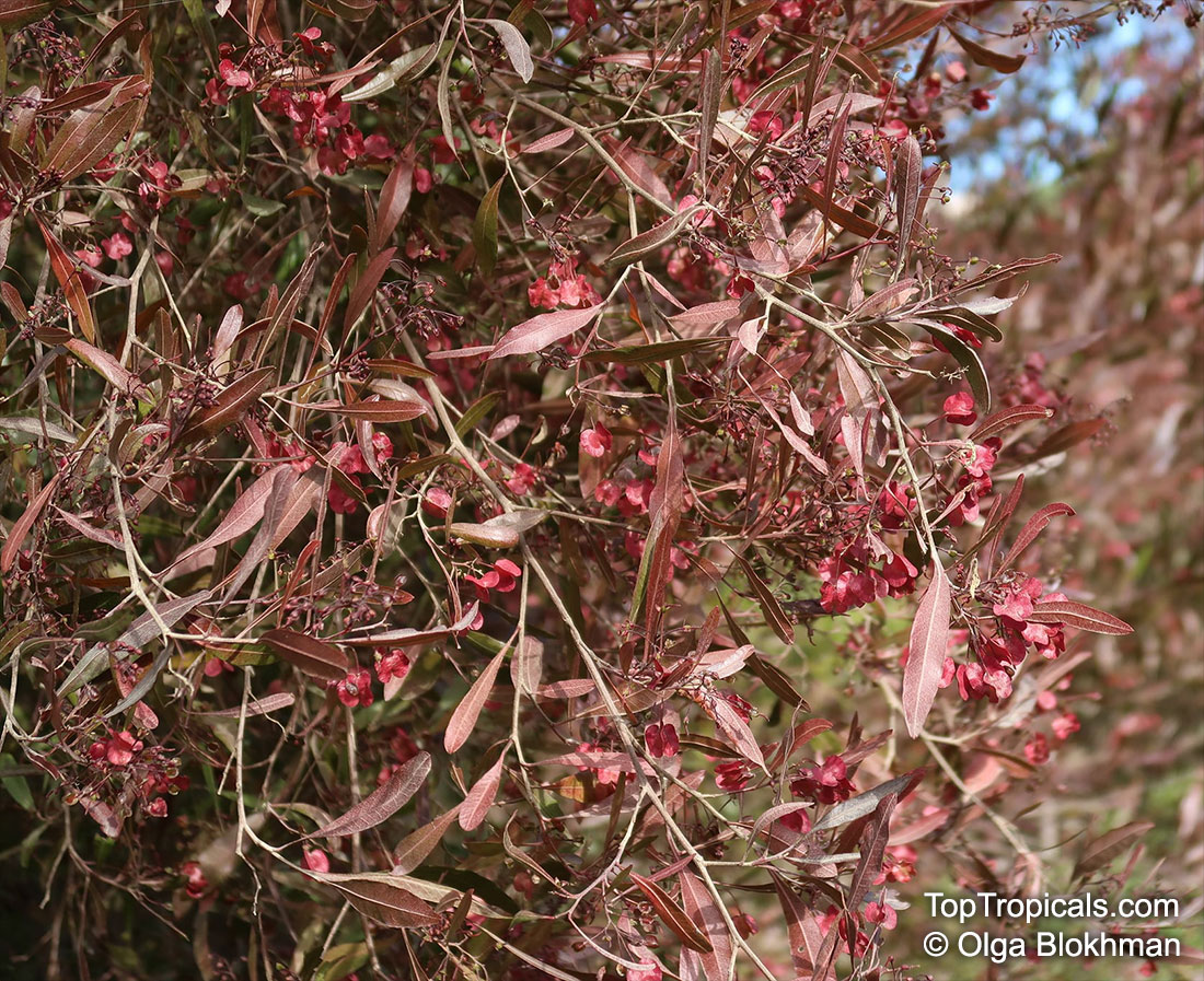 Dodonaea sp., Hopseed bush. Dodonaea 'Dana'