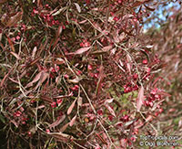 Dodonaea sp., Hopseed bush

Click to see full-size image