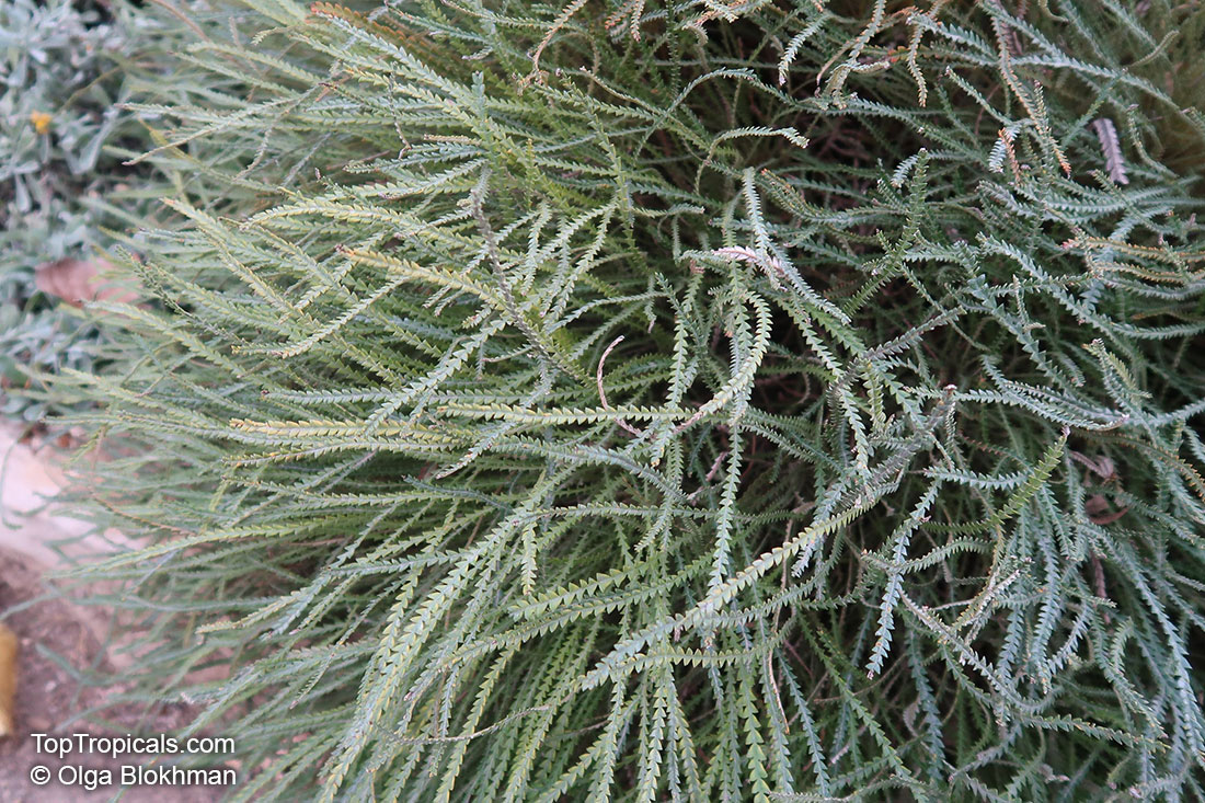 Banksia nivea, Dryandra nivea, Honeypot Dryandra