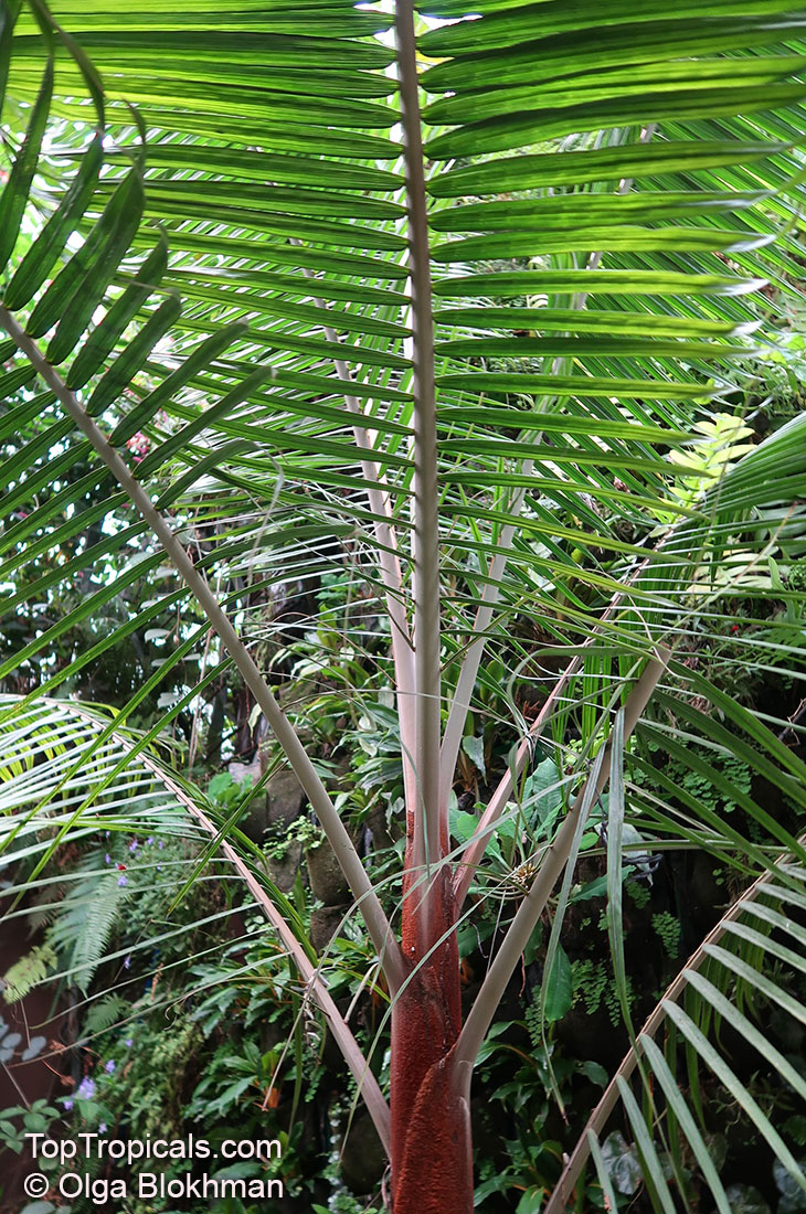 10"pot  "Red Neck" Palm Live Tropical Rare Dypsis lastelliana 3Gal 