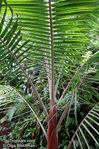 Dypsis leptocheilos, Neodypsis leptocheilos, Teddy Bear Palm, Redneck Palm

Click to see full-size image