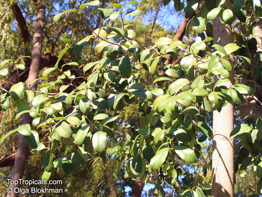 Elaeodendron sp., False Olive. Elaeodendron croceum