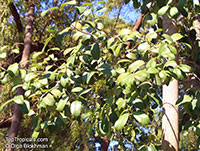 Elaeodendron sp., False Olive

Click to see full-size image