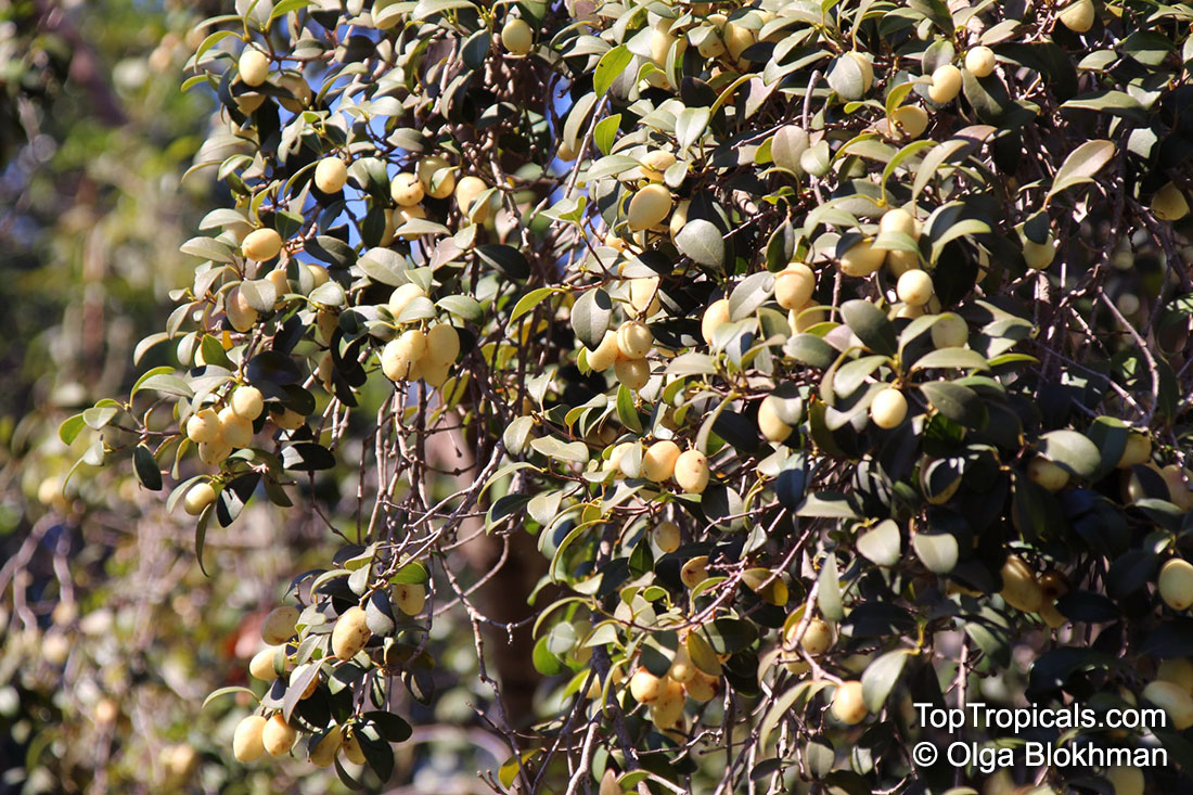 Elaeodendron sp., False Olive