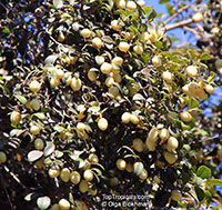 Elaeodendron sp., False Olive

Click to see full-size image