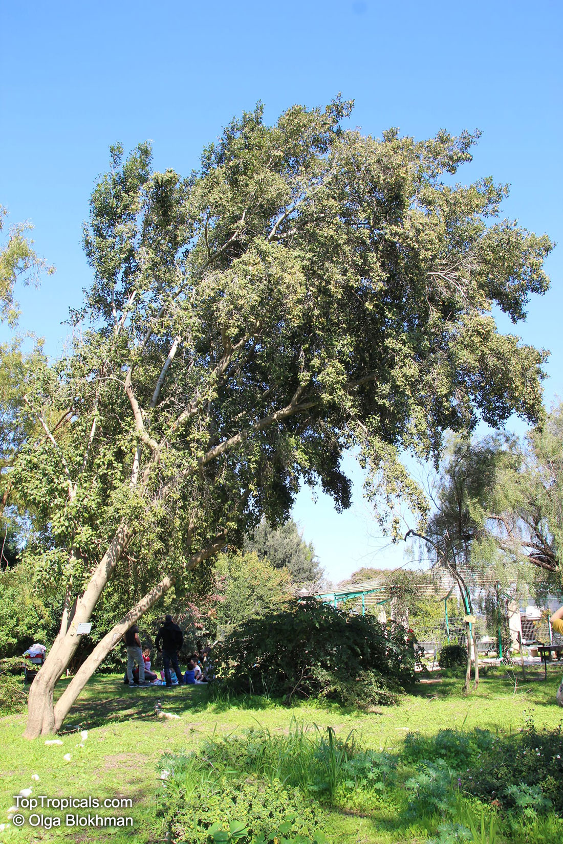 Elaeodendron sp., False Olive. Elaeodendron croceum