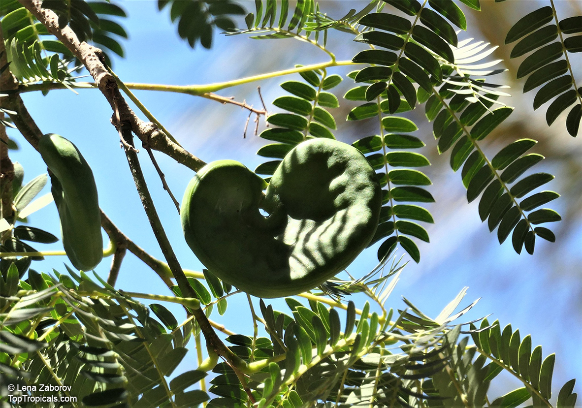Enterolobium cyclocarpum, Monkey Ear, Ear Pod Tree, Elephant Ear Tree, Eartree, Guanacaste Tree, Arbol de Guanacaste