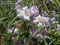 Eremophila sp., Emu bush. Eremophila bignoniflora x polyclada