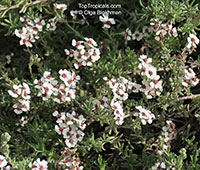 Eriocephalus africanus, Wild Rosemary, Cape Snow Bush

Click to see full-size image