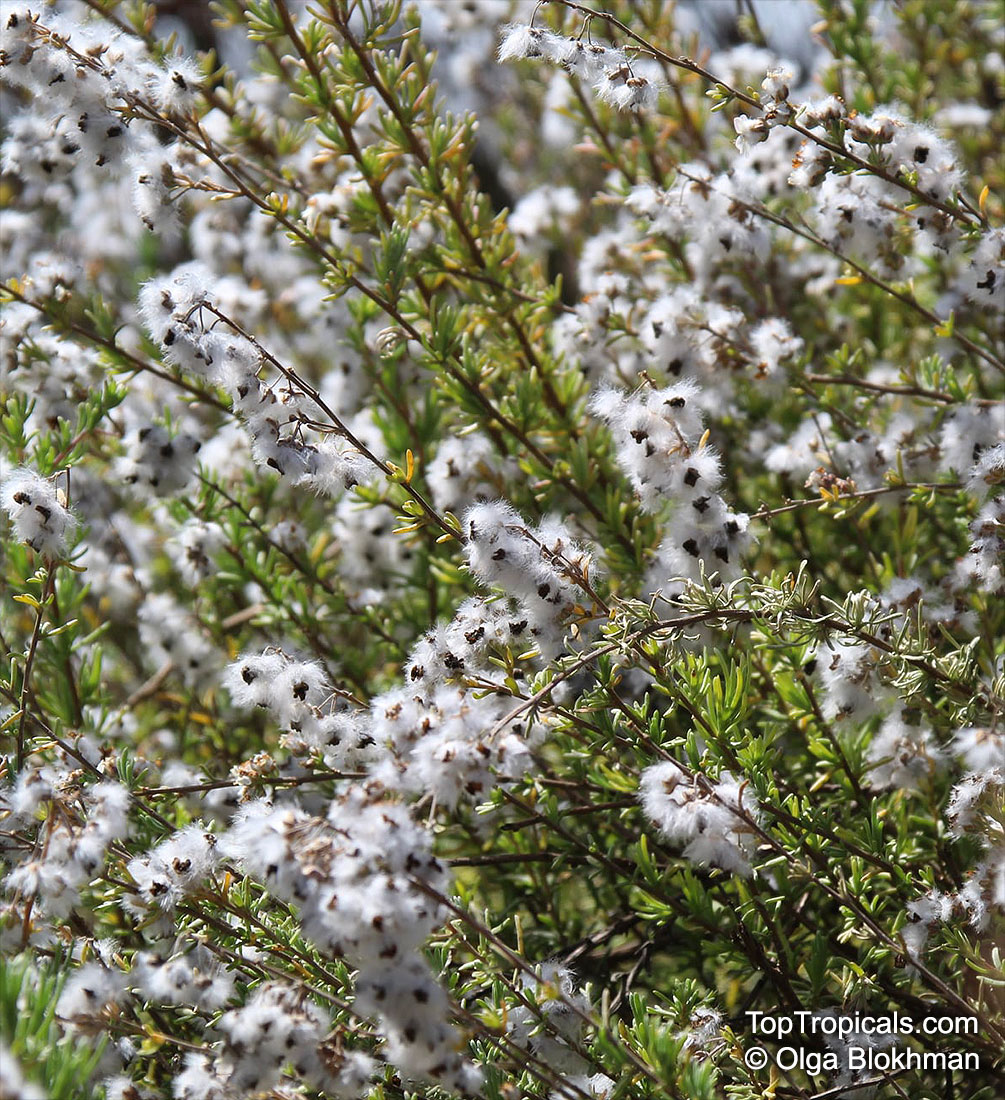Eriocephalus africanus, Wild Rosemary, Cape Snow Bush