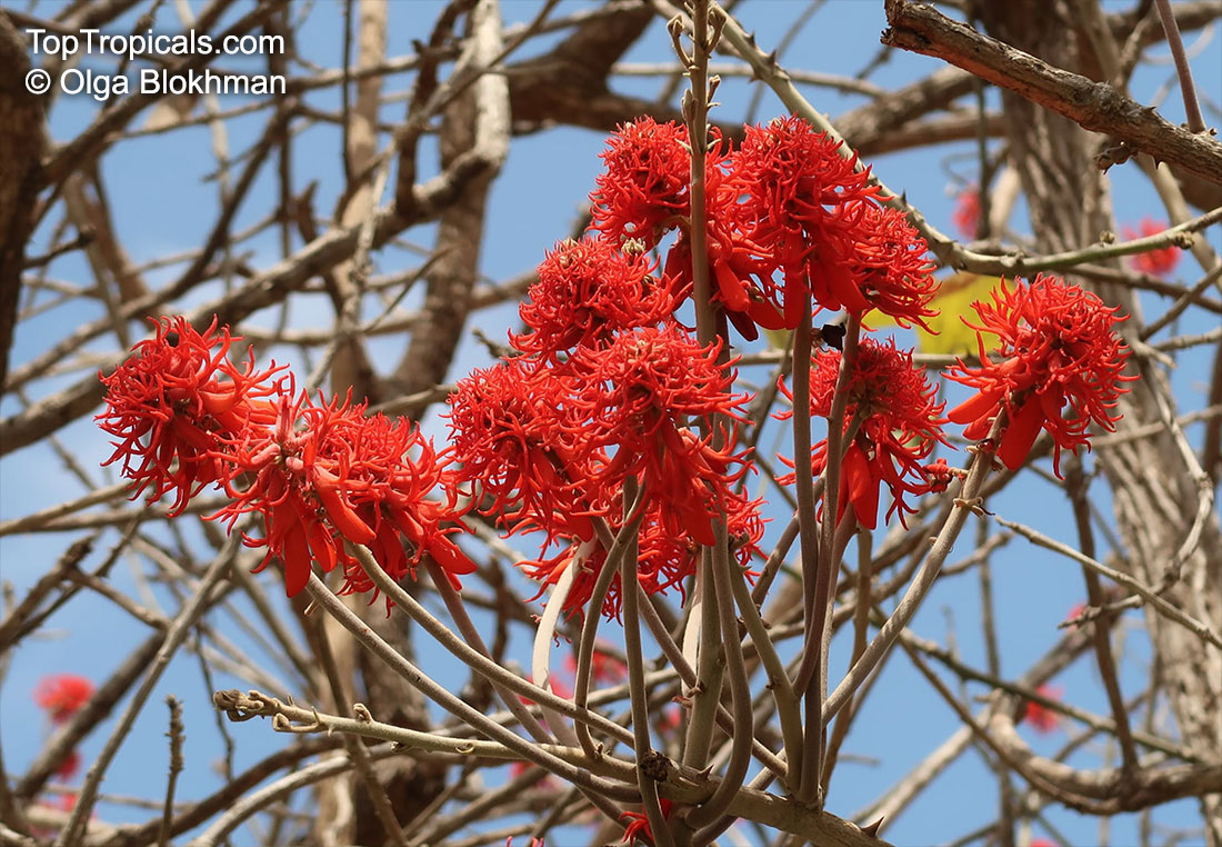Erythrina abyssinica, Erythrina tomentosa, Coral Tree