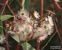 Eucalyptus calycogona, Gooseberry Mallee, Square fruited Mallee

Click to see full-size image
