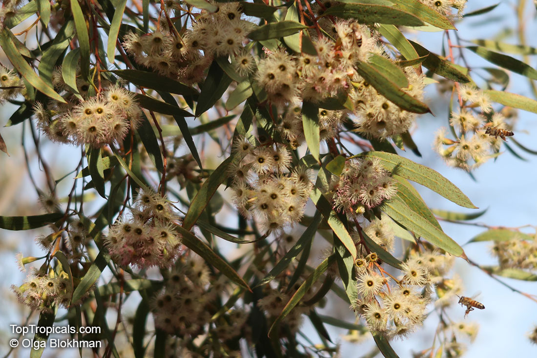 Eucalyptus calycogona, Gooseberry Mallee, Square fruited Mallee
