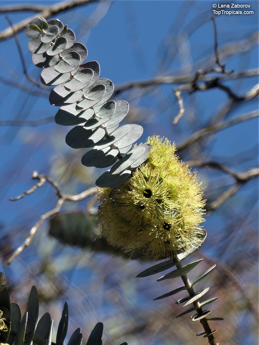 Eucalyptus kruseana, Book-leaf Mallee