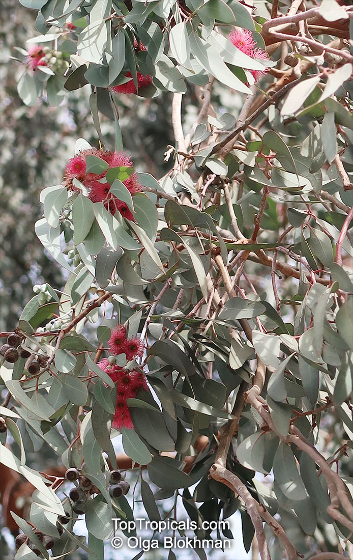 Eucalyptus sp., Eucalyptus. Eucalyptus sideroxylon